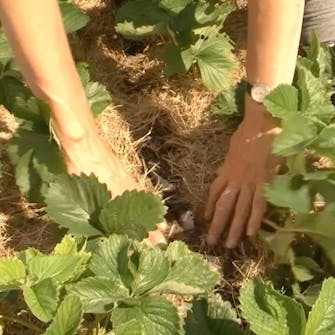 maa mansikoille maa mansikoille